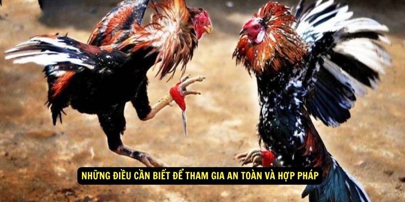 Đá Gà Cựa Dao - Cách Tham Gia, Chiến Thuật Và Luật Chơi 6 Những điều cần biết để tham gia an toàn và hợp pháp