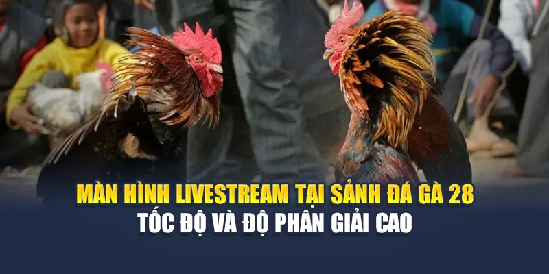 Trải Nghiệm Khó Quên Tại Sảnh Đá Gà 28 Của Nhà Cái 78WIN 3 Màn hình livestream tại sảnh đá gà 28 tốc độ và độ phân giải cao
