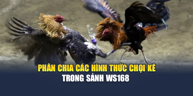 Sảnh Đá Gà WS168 Tại 78WIN Cuộc Đấu Đỉnh Cao Mở Màn 5 Phân chia các hình thức chọi kê trong sảnh WS168